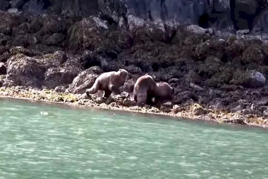 Слишком ревнивый медведь напал на спаривающихся соплеменников: видео