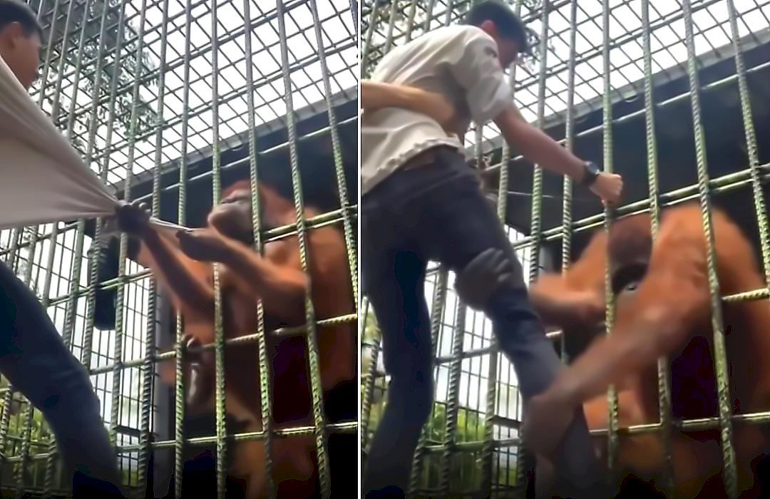 Орангутан захватил «заложника»  и попал на видео в зоопарке Индонезии