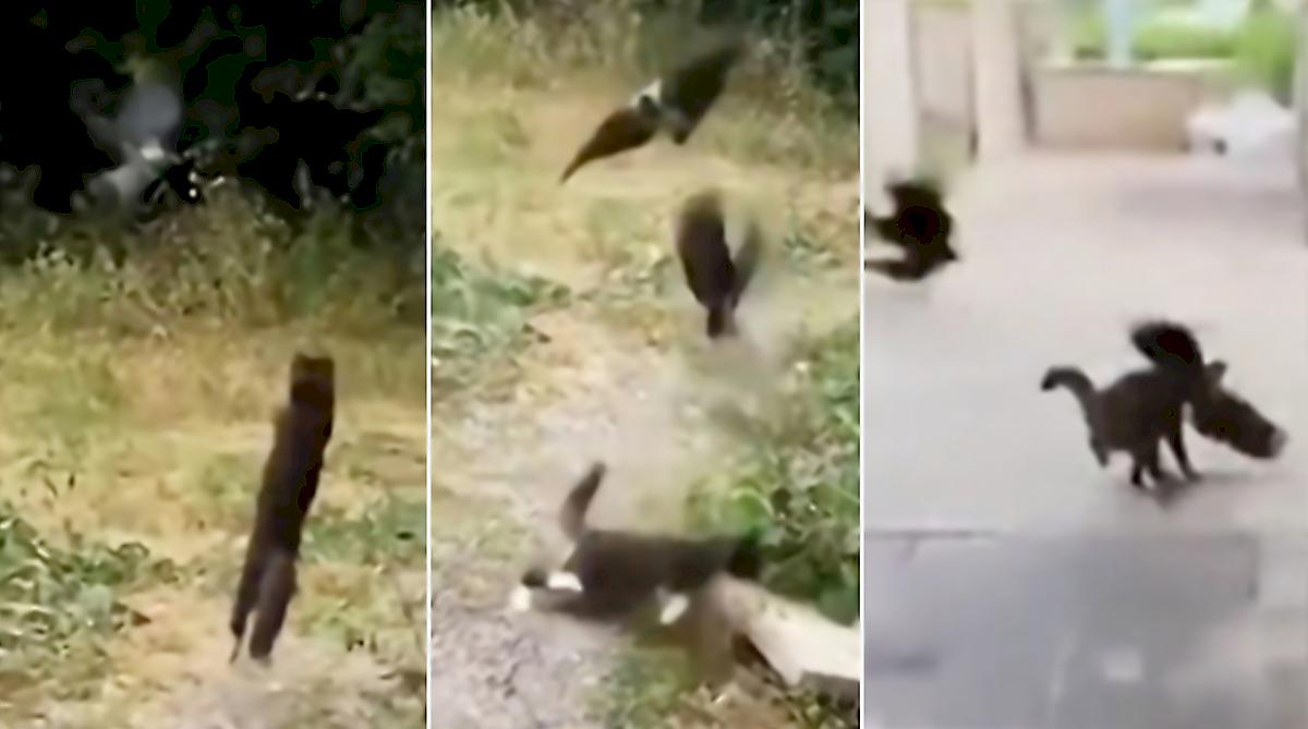 Настоящая битва ворон и кошек попала на видео
