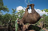 Крупномасштабную операцию по перевозке слонов с использованием подъёмного крана, провели в Южной Африке 10