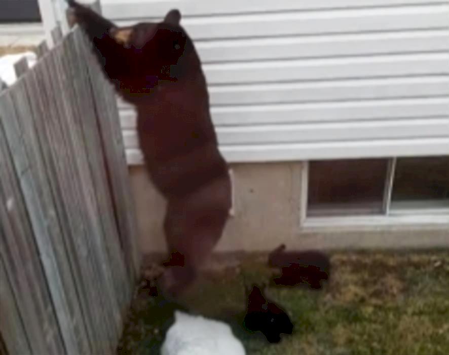 Медвежье семейство на протяжении нескольких часов тщетно пыталось покинуть частные владения и попало на видео в Канаде