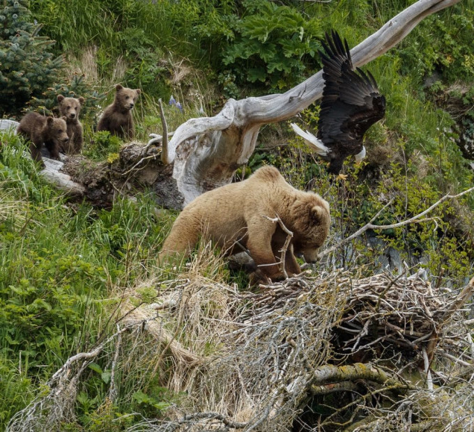 Медведица попыталась разорить орлиное гнездо, но была атакована хищными птицами