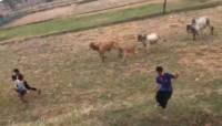 Коровы разогнали сельскую дискотеку в Тайланде (Видео) 4