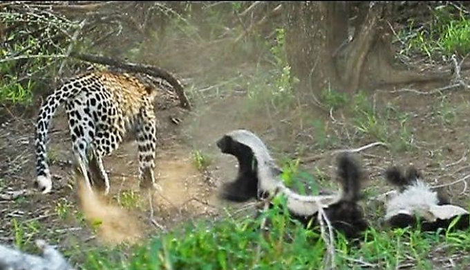 Барсук атаковал леопарда и спас своего детёныша в ЮАР ▶