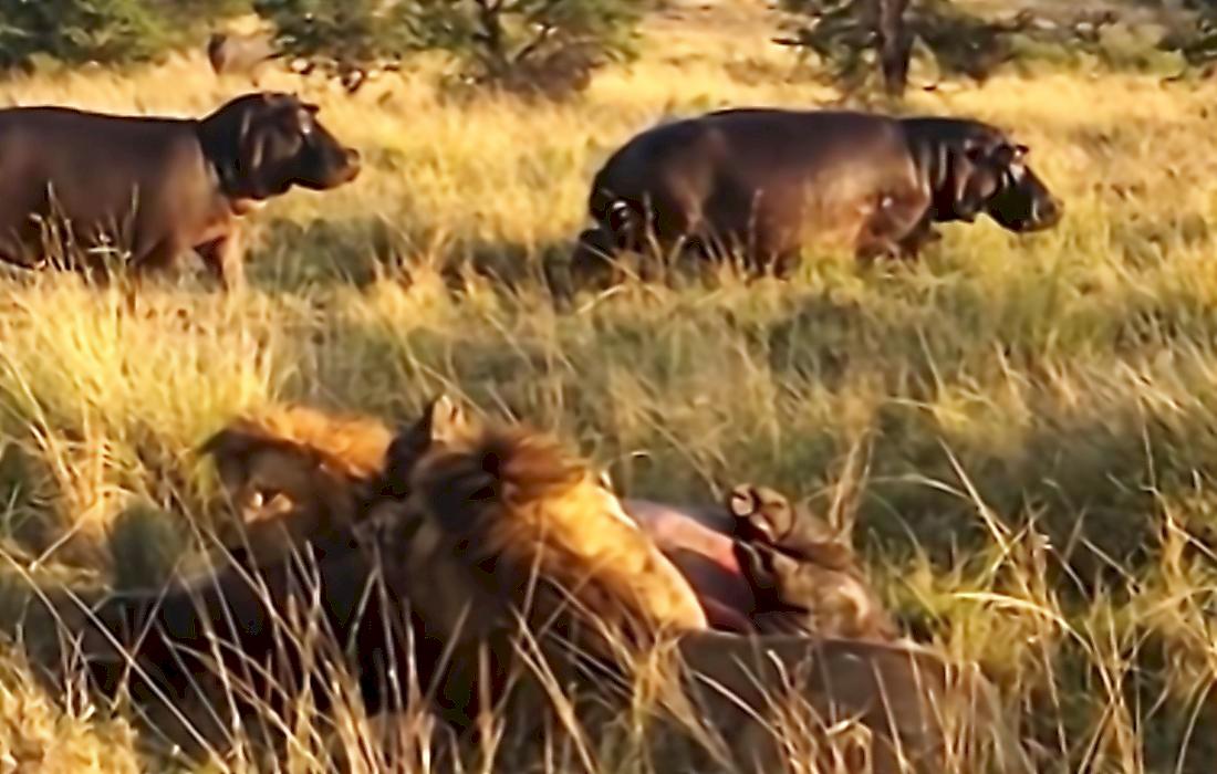 Бегемоты отбили детёныша у львов на глазах у туристов в Кении