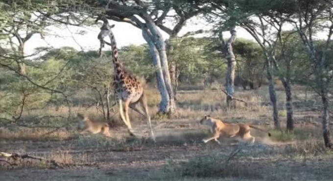 Четыре льва растерзали жирафа на глазах у шокированного туриста (Видео)