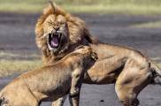 Итальянский фотограф стал свидетелем разборки в львином семействе в парке Танзании 1