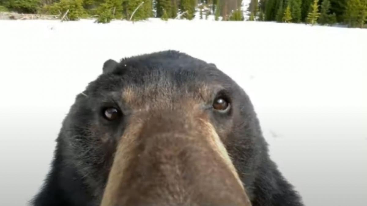 Медведь нашёл потерянную видеокамеру и запечатлел свою персону в США
