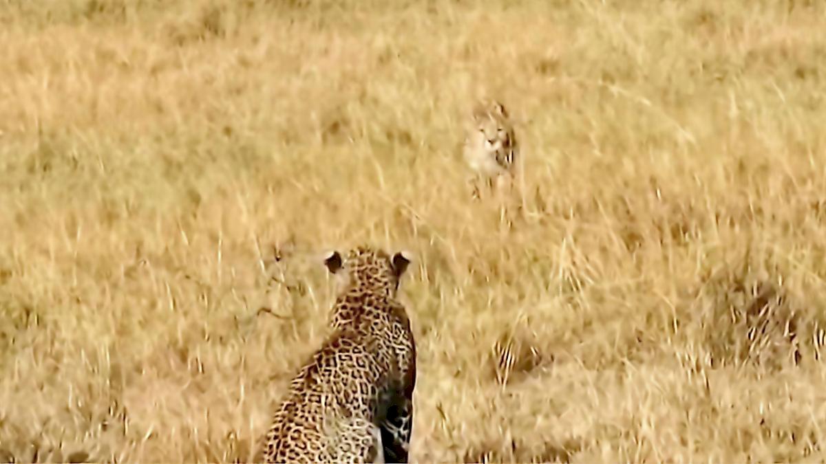 Леопард и гепард не поделили территорию в кенийском заповеднике