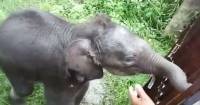 Слонёнка - сироту спасли в Индии (Видео) 1
