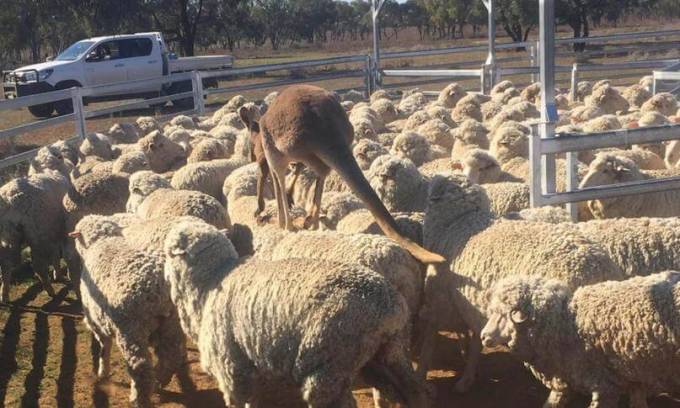 Кенгуру пасёт стадо овец на ферме в Австралии.
