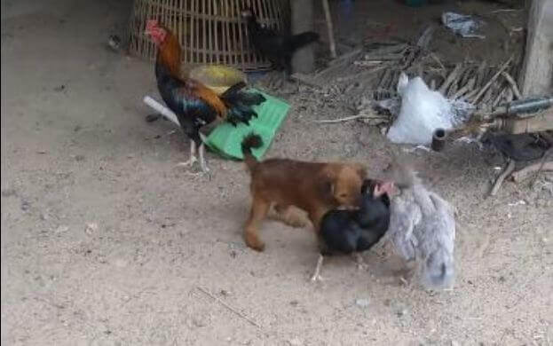 Храбрый щенок вмешался в птичью разборку на скотном дворе в Тайланде (Видео)