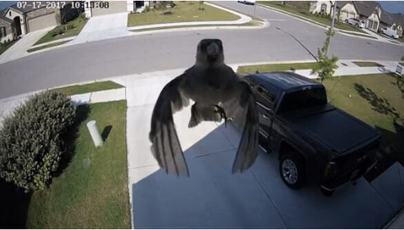Оптическая иллюзия «плавающей в воздухе птицы» бьёт рекорды просмотров в интернете