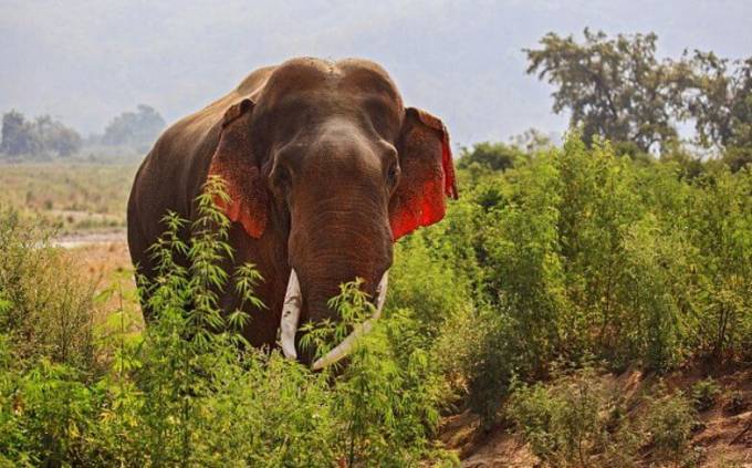 Слон с красными ушами был замечен в национальном заповеднике, в Индии.