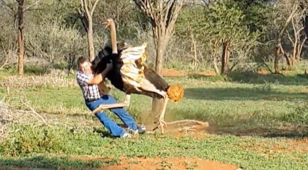 Мужчина стал мишенью для нападения страуса, на территории страусиной фермы, в городе Бракпан (округ Экурхулени, провинция Гаутенг, Южно-Африканская Республика).