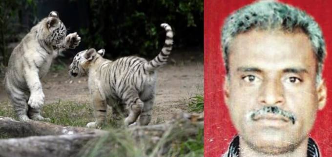 Смотритель зоопарка погиб во время кормления тигров в Индии. (Видео)
