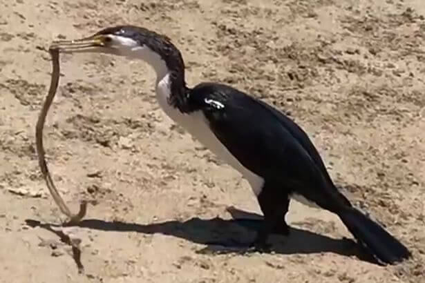 Голодный баклан проглотил ядовитую змею на побережье в Австралии (Видео)