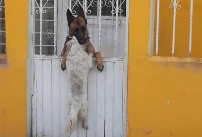 Настоящую взаимовыручку продемонстрировали собаки в Мексике (Видео)