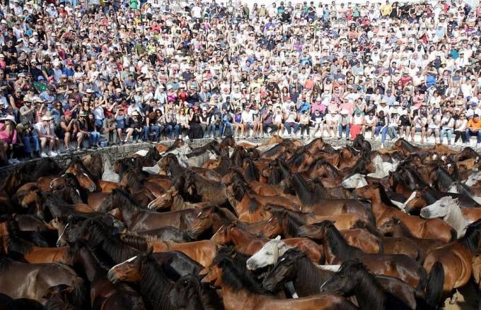 Тысячи испанцев приняли участие в массовой «объездке» диких лошадей в Галисии. (Видео)