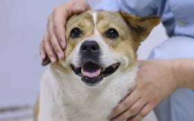 Любители животных испытали «разочарование», когда спасли «беременную» бродячую собаку в Китае (Видео) 2