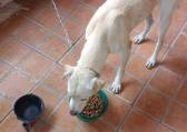 Бродячий пёс «пометил» своего будущего хозяина, сидящего на бордюре в Бразилии (Видео) 4