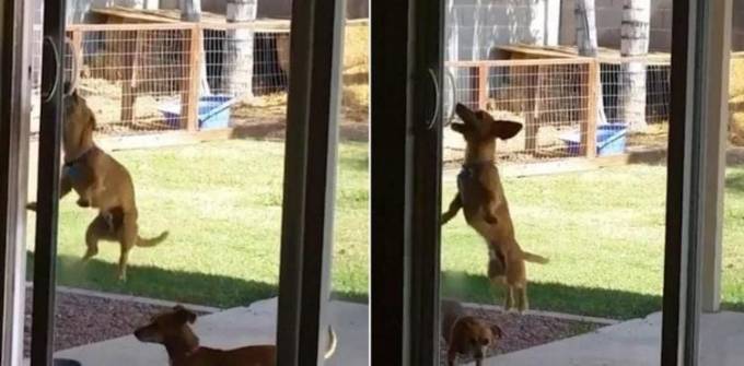 Терпеливый пёс самостоятельно разобрался с принципом работы раздвижных дверей. (Видео)