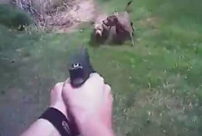 Полицейский снял на видеокамеру убийство агрессивного пса в США (Видео)