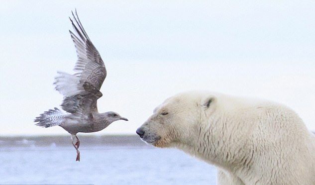 За секунду до: японский фотограф запечатлел атаку чайки на белого медведя на Аляске.