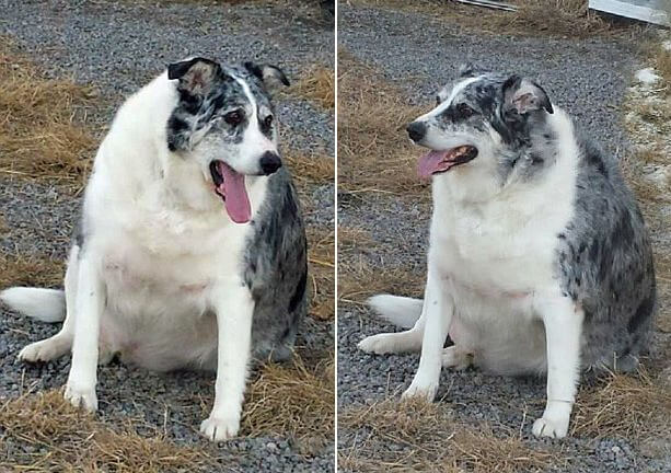 Толстая собака после курса лечения сбросила 50 килограммов своего веса (Видео)