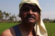 Индийский фермер увеличил свой урожай «нетрадиционным» способом 1