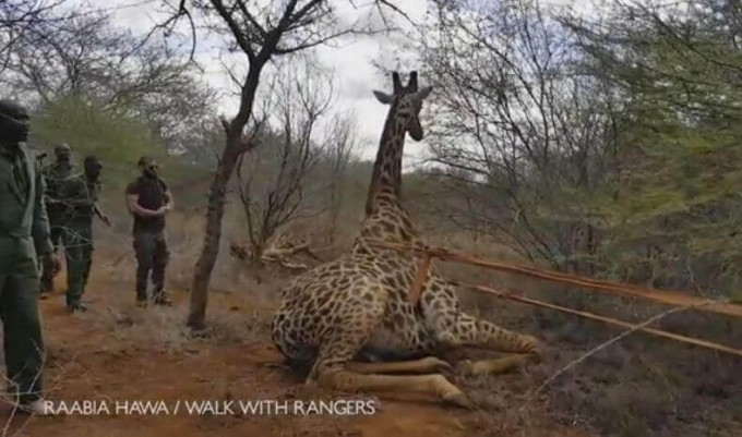 Жирафа, застрявшего в зарослях, спасли в заповеднике Кении (Видео)