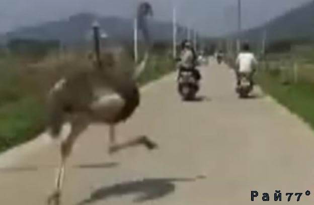 Длинные ноги подвели сбежавшего с фермы страуса (Видео)