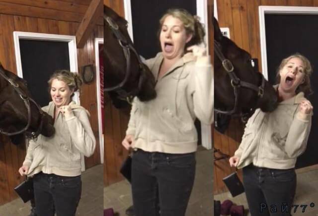 Лошадь довела до истерики американку, расстёгивая молнию - застёжку на её кофте. (Видео)