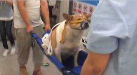 Любители животных испытали «разочарование», когда спасли «беременную» бродячую собаку в Китае (Видео) 3