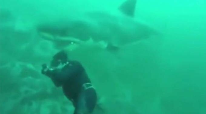 Белая акула чуть не откусила голову водолаза у побережья Южной Африки. (Видео)