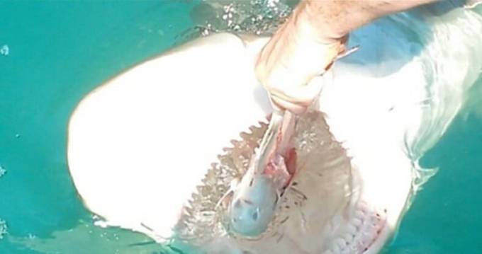 Турист покормил с руки огромную акулу в Новой Зеландии. (Видео)