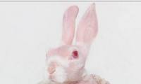 Лысый кролик набирает популярность в Instagram. (Видео) 0