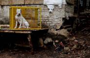 Смертельные побоища между собаками и кабанами были организованы в Индонезии. (Видео) 12