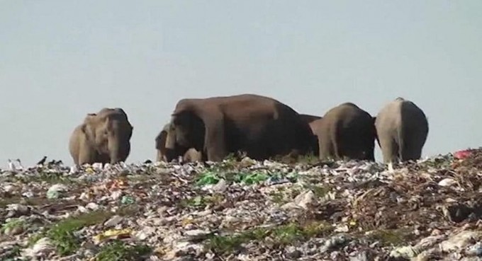 Стадо слонов вынуждено искать пропитание в куче отходов на полигоне в Шри - Ланке