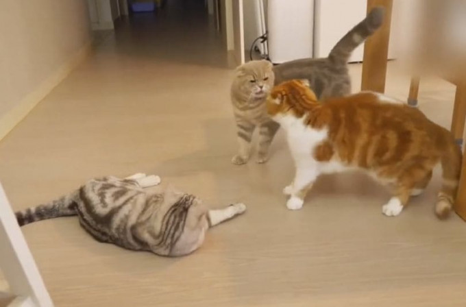 Миролюбивая кошка вмешалась в драку соплеменников в Южной Корее (Видео)