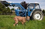 Настоящий Скуби-Ду: огромный пёс, который боится всего, проживает в Англии (Видео) 8