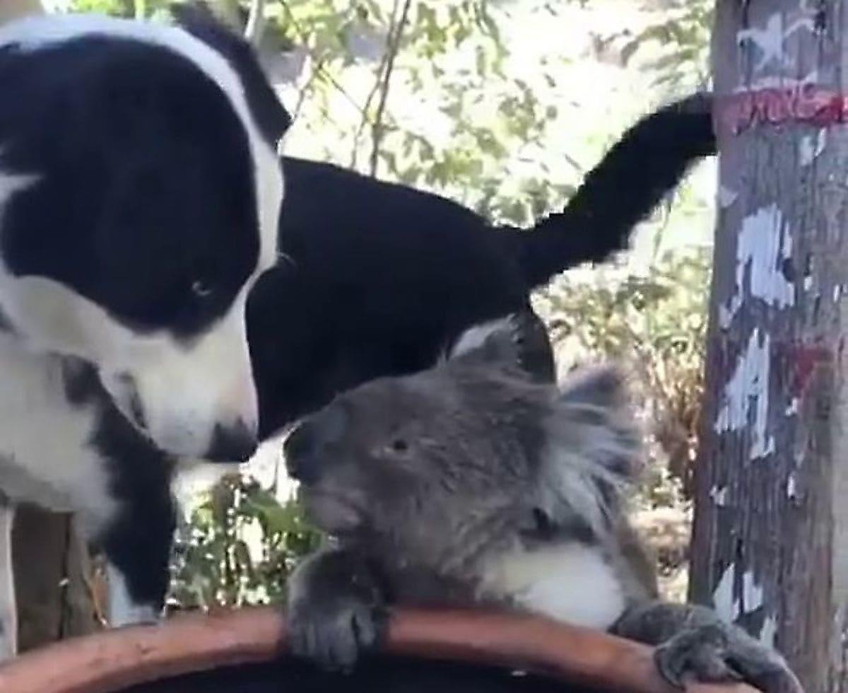 Домашний пёс поделился водой с коалой на заднем дворе своей хозяйки