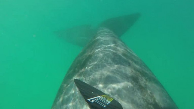 Два любопытных кита, проплывших под доской паддл - бордера, испугали спортсмена в Австралии (Видео)