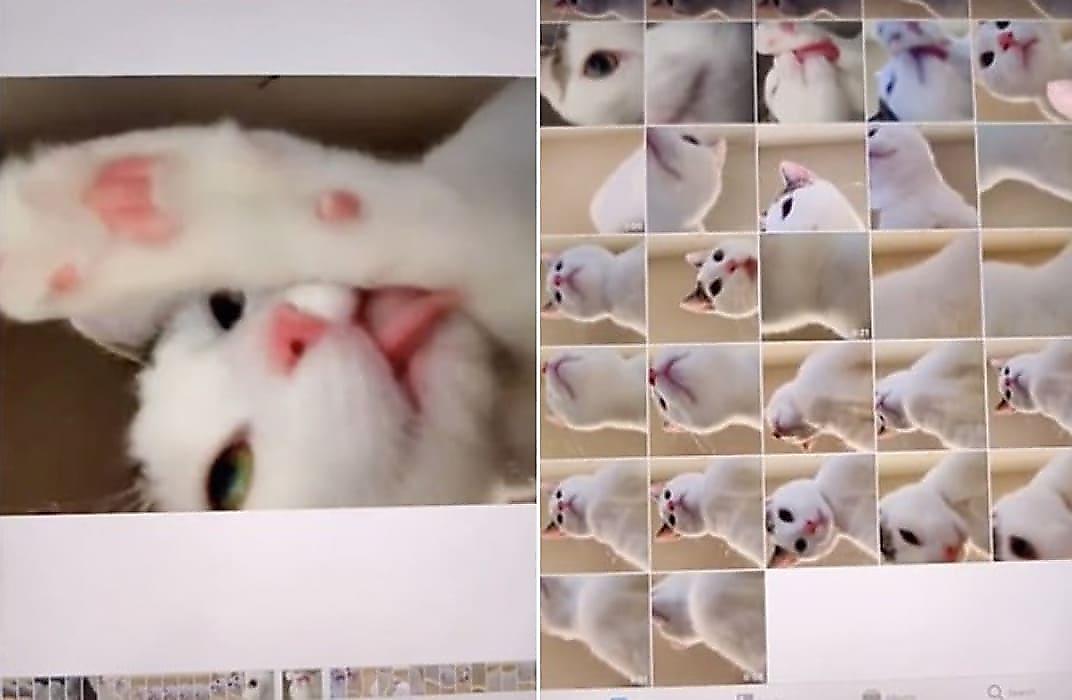Любопытный кот разобрался с устройством планшета и сделал серию селфи-снимков