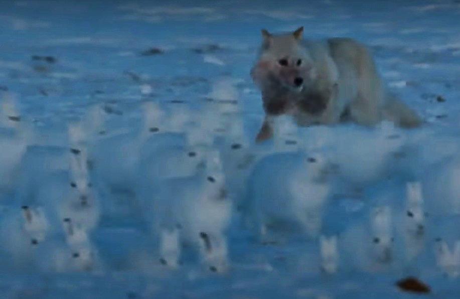 Голодный волк погнался за полярными зайцами и привлёк внимание британских документалистов