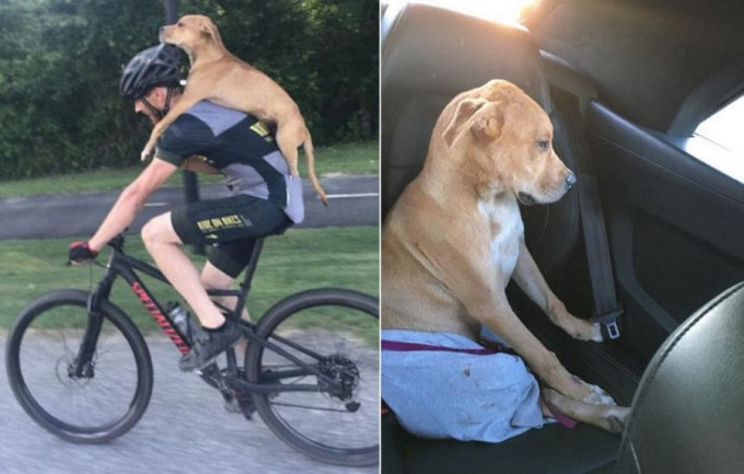 Велосипедист спас травмированную, бродячую собаку и на своей спине доставил её в ветлечебницу
