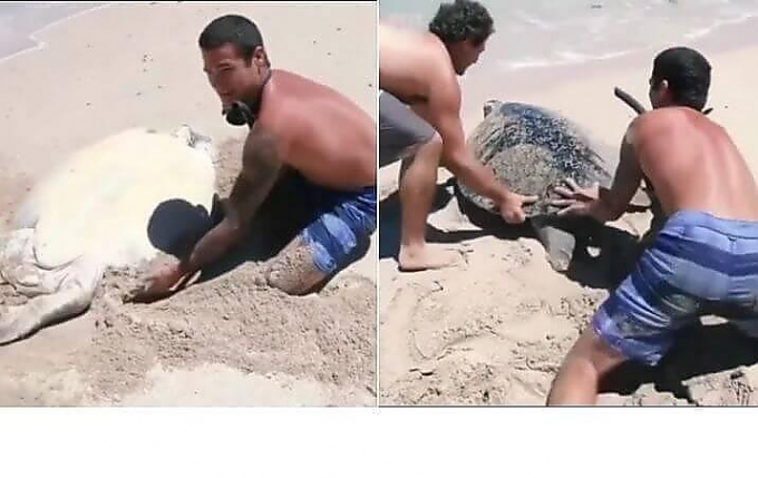 Отдыхающие спасли перевернувшуюся на пляже гигантскую черепаху (Видео)