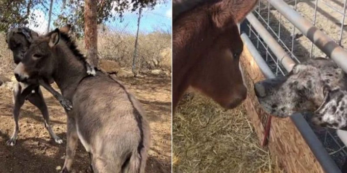 Пёс - терапевт ухаживает за лошадьми и ослами на ранчо в США (Видео)