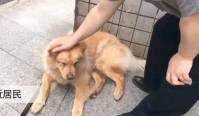 Преданный пёс, по 12 часов дожидающийся своего хозяина на вокзале, стал национальным героем в Китае 3