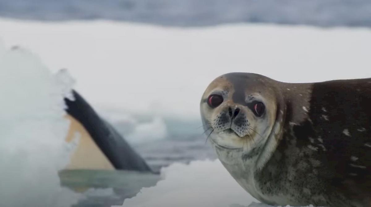 Изощрённая охота косаток на спрятавшегося на льдине тюленя попала на видео в Антарктиде